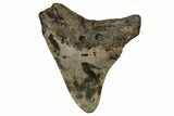 Serrated, Juvenile Megalodon Tooth - North Carolina #351202-1